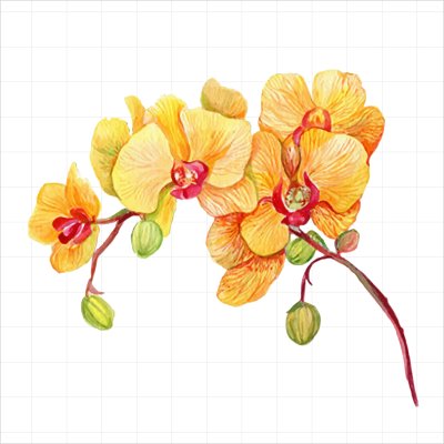 постеры Желтая орхидея