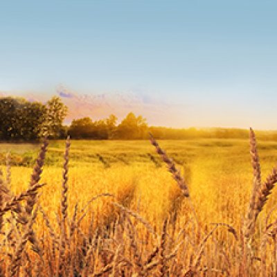 фотообои Пшеница