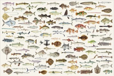 постеры Рыбки