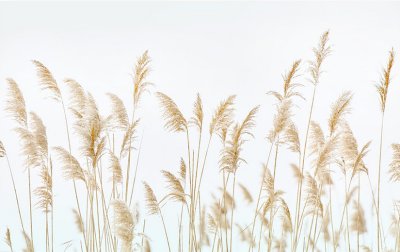 фотообои Пшеничные колосья