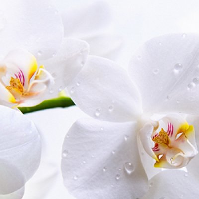 фотообои Снежные орхидеи