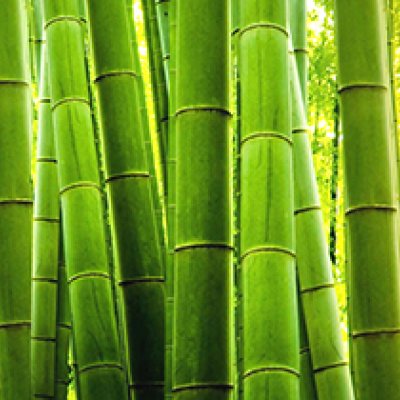 фотообои Бамбуковые стебли