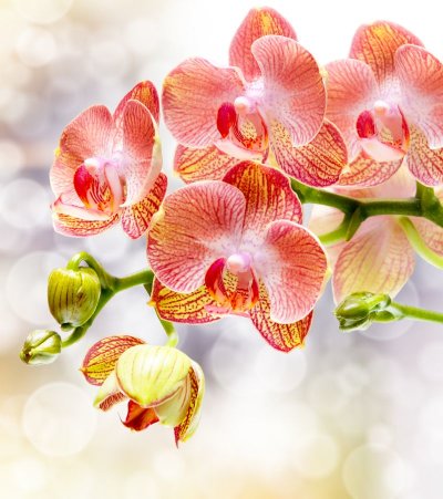 фотообои Персиковая орхидея