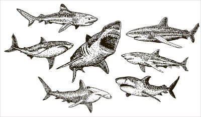 постеры Черные акулы