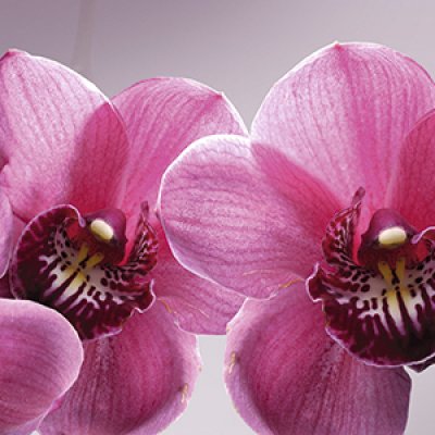 фотообои Орхидеи на сером фоне